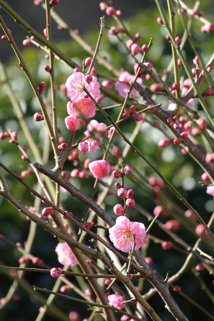 flowers plant branch free photo