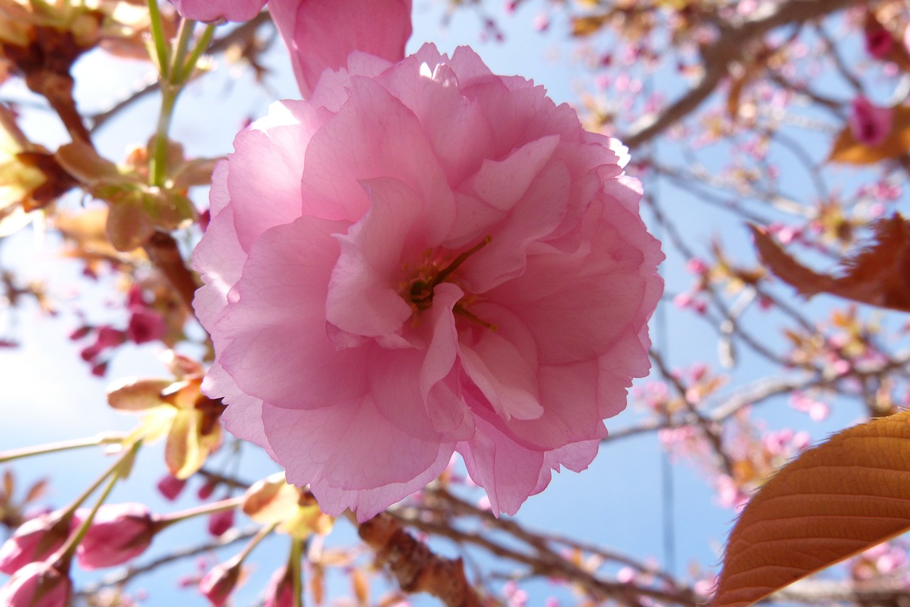 flowers flower cherry free photo