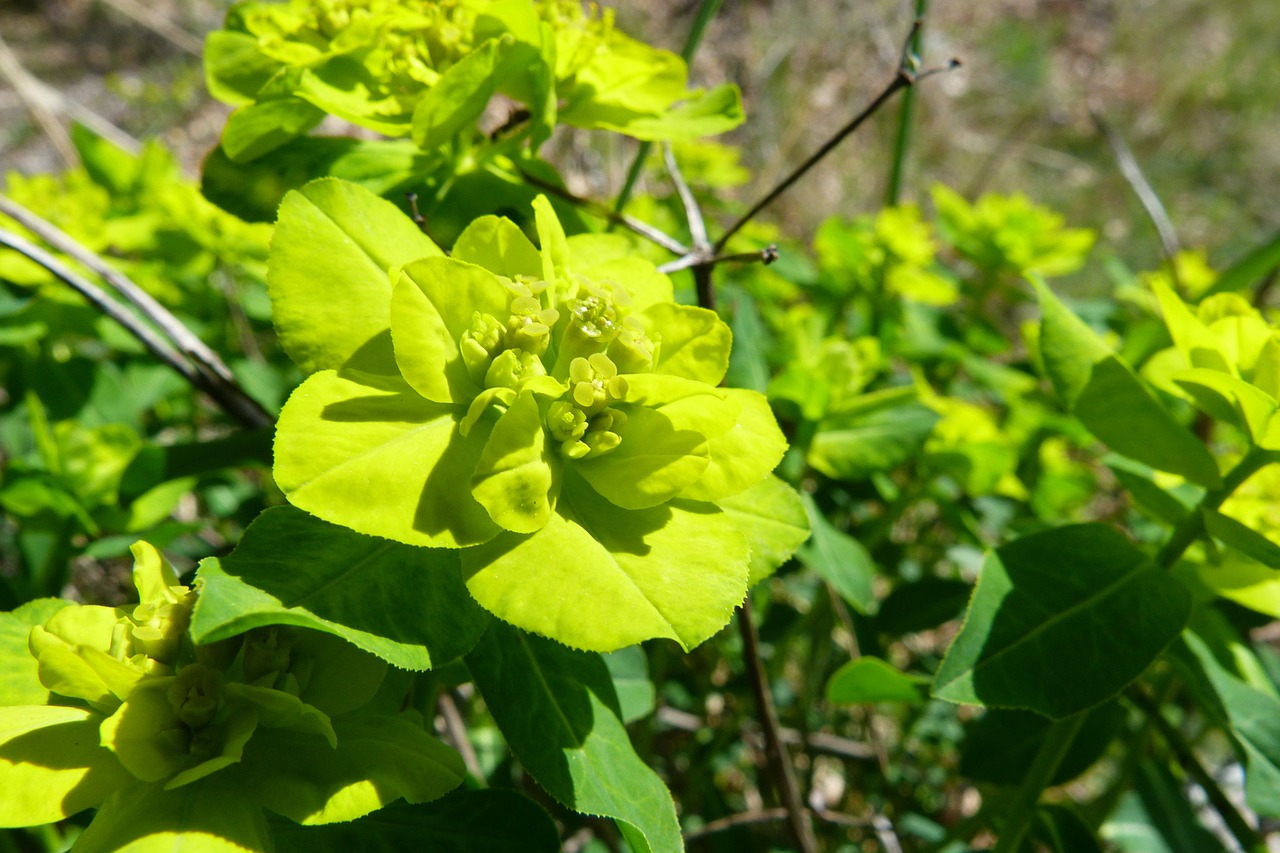 flowers green flower macro free photo