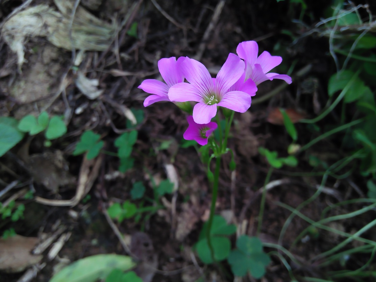 flowers small purple free photo