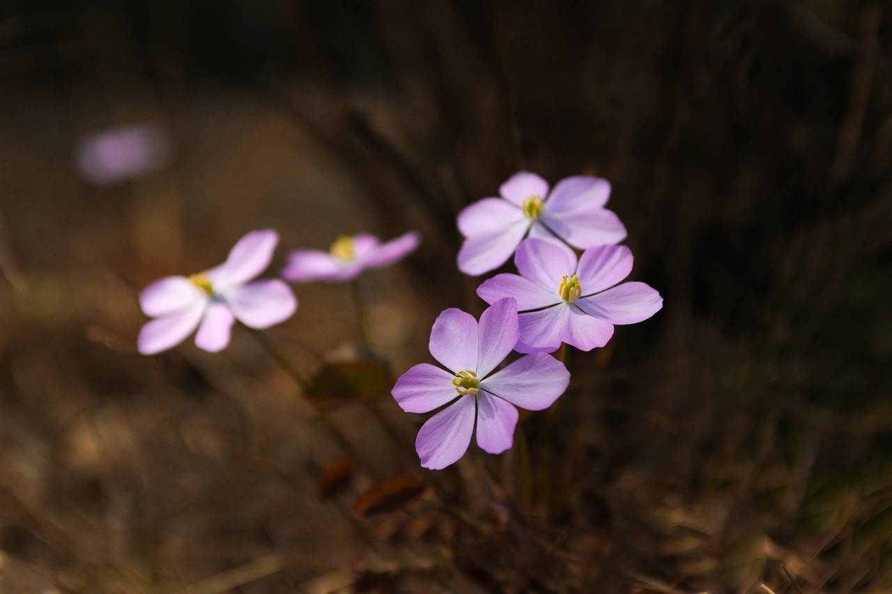 flowers nature plants free photo