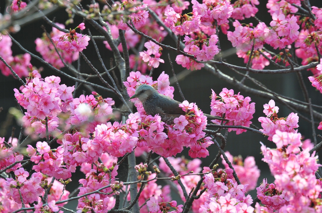 flowers plant flowering free photo