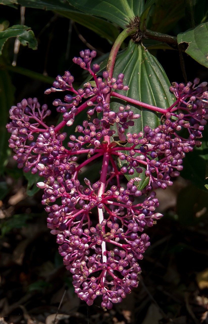 flowers malaysian orchid medinilla myriantha free photo