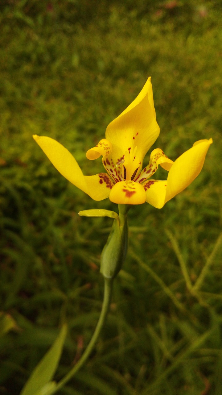 flowers plants green free photo