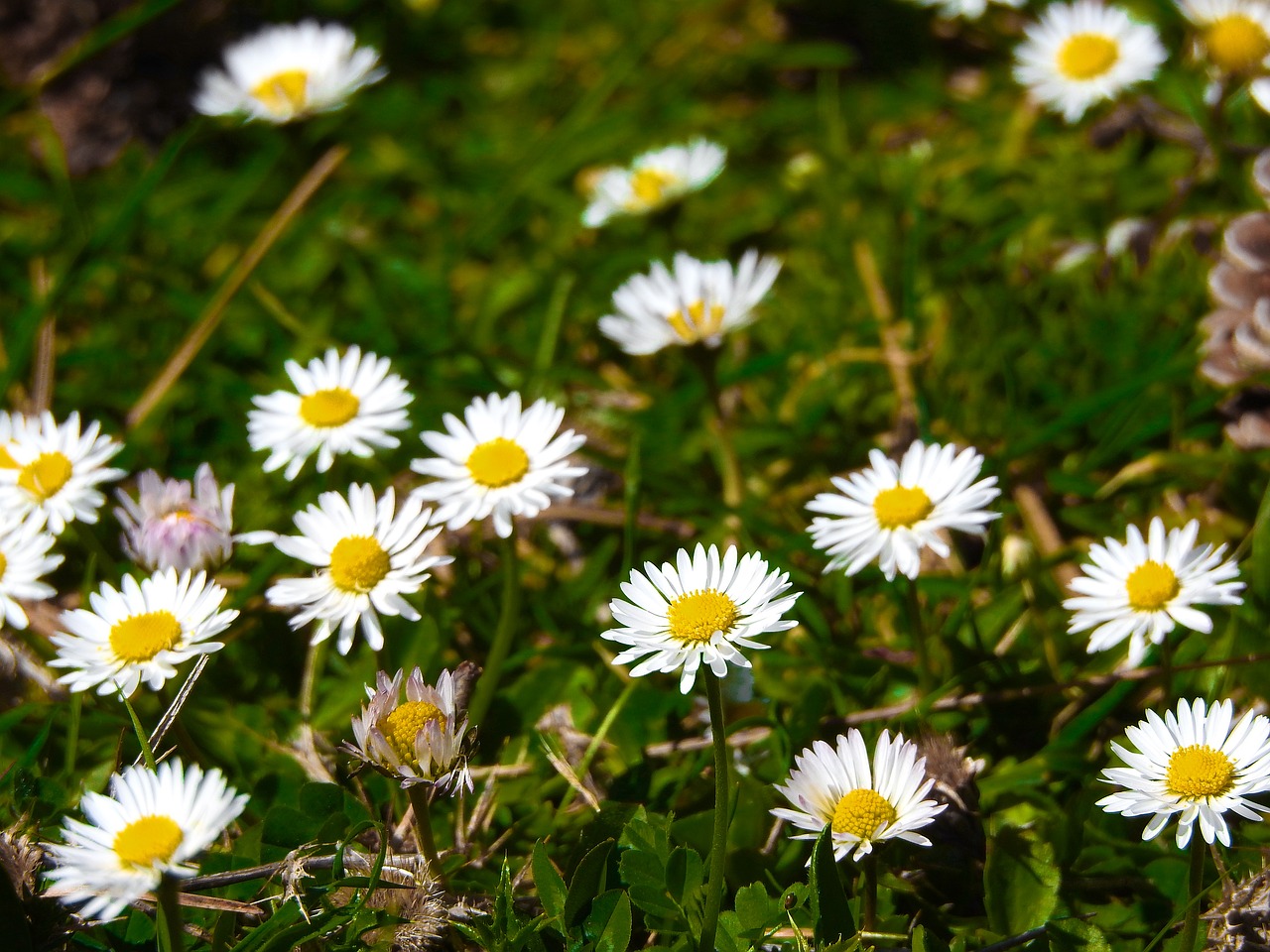 flowers forest greece free photo