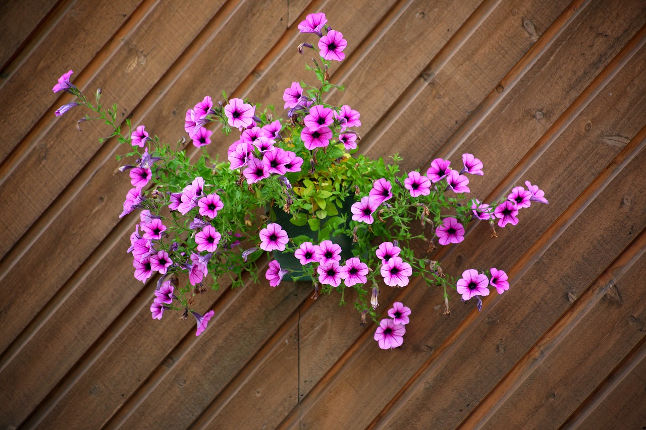 flowers wooden plants free photo