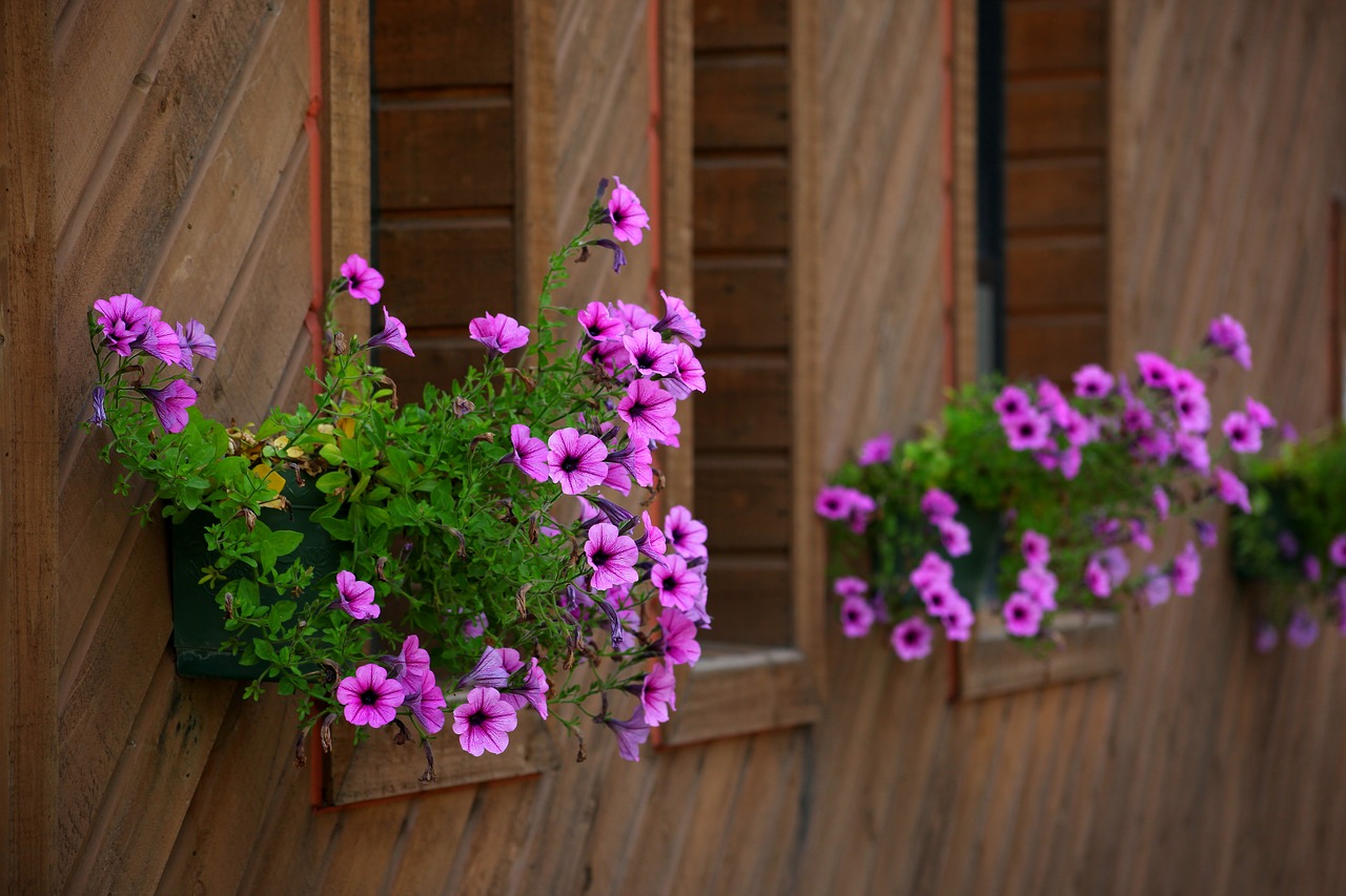 flowers wooden plants free photo