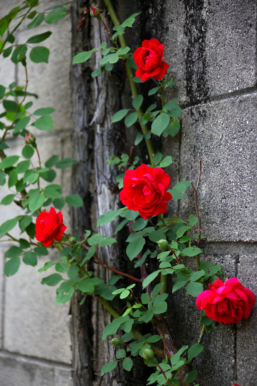 flowers rose plants free photo