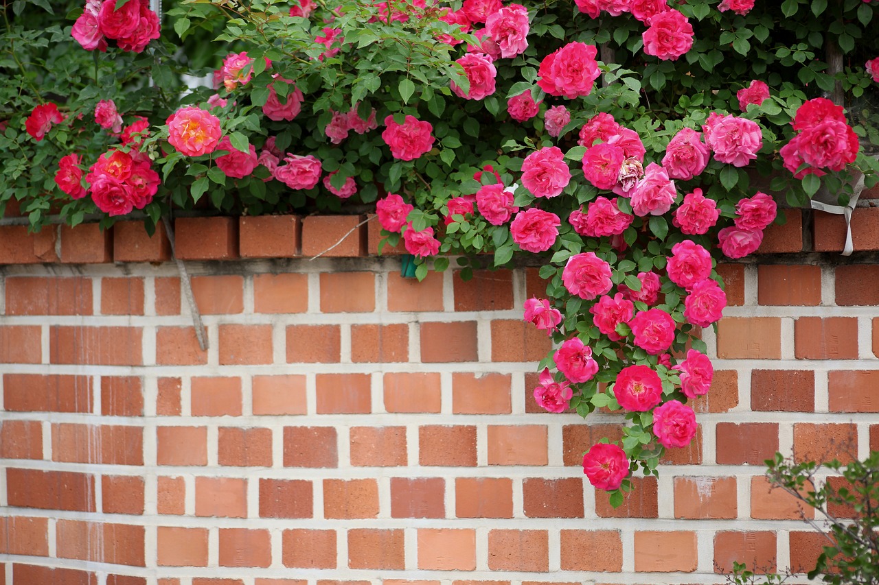 flowers brick plants free photo