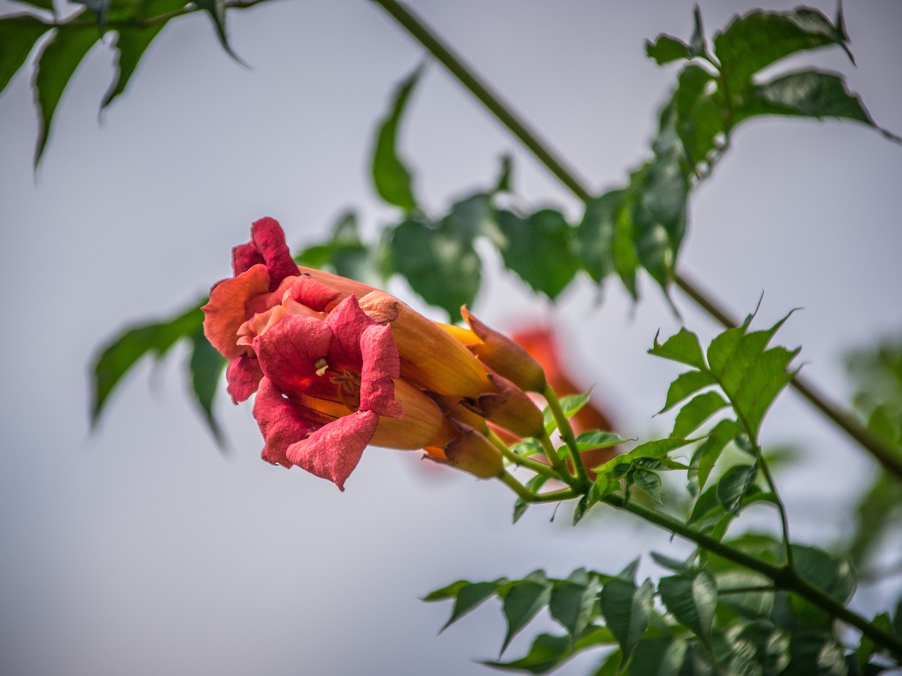 flowers park plants free photo