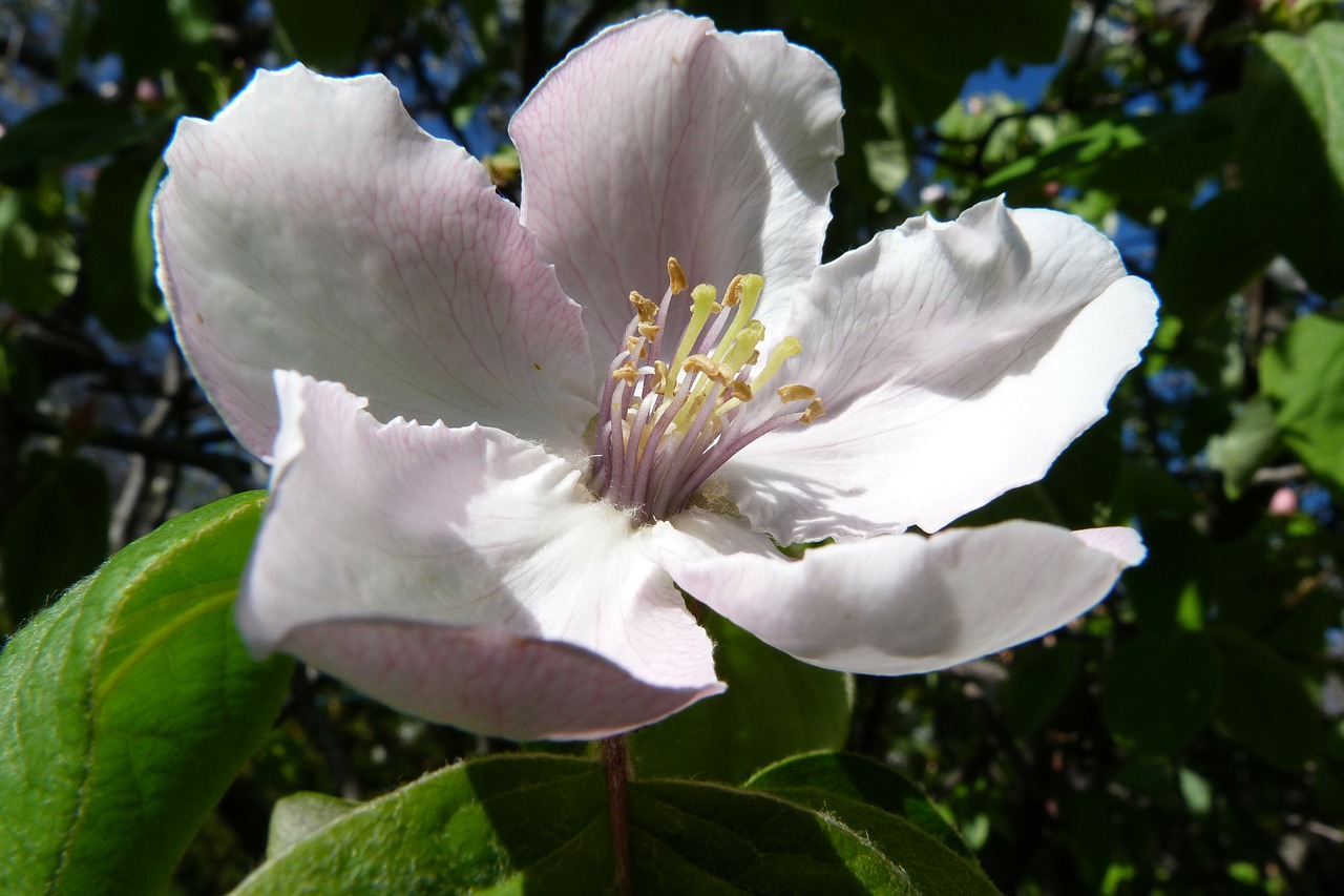 flowers nature fruit tree free photo