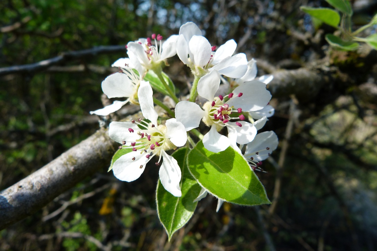 flowers nature macro free photo