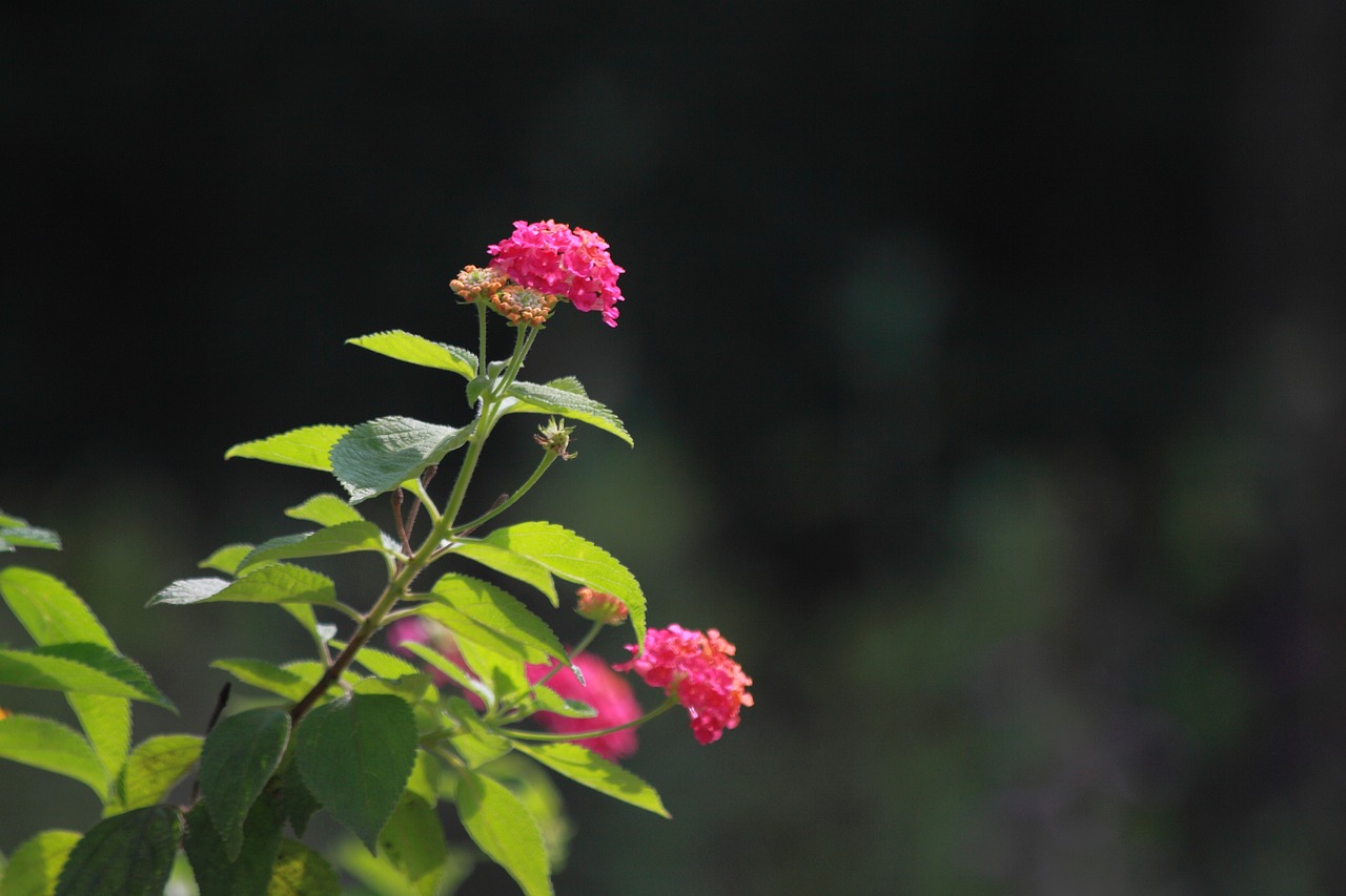 flowers nature plants free photo