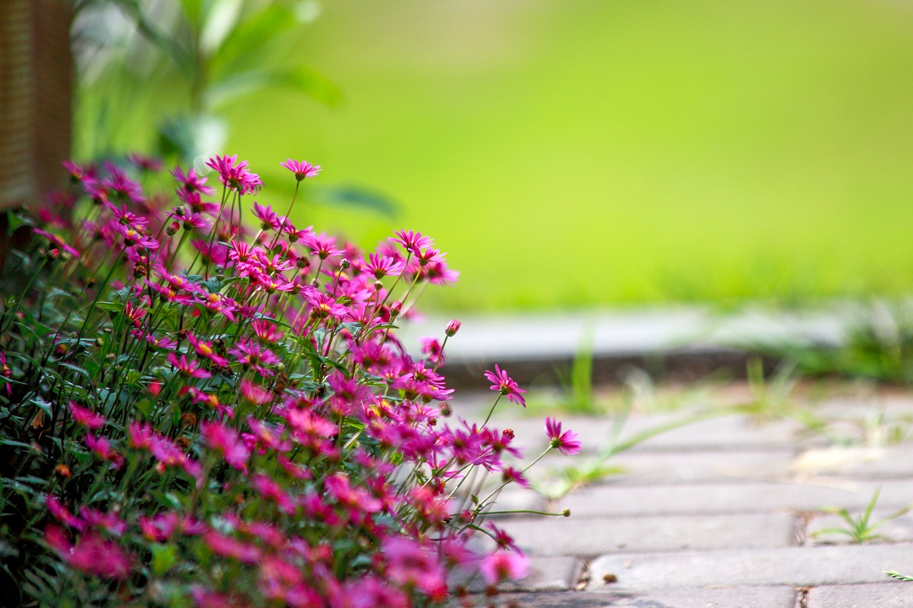 flowers nature garden free photo