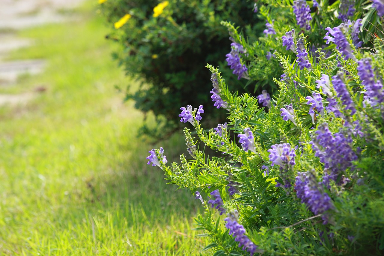 flowers nature plants free photo