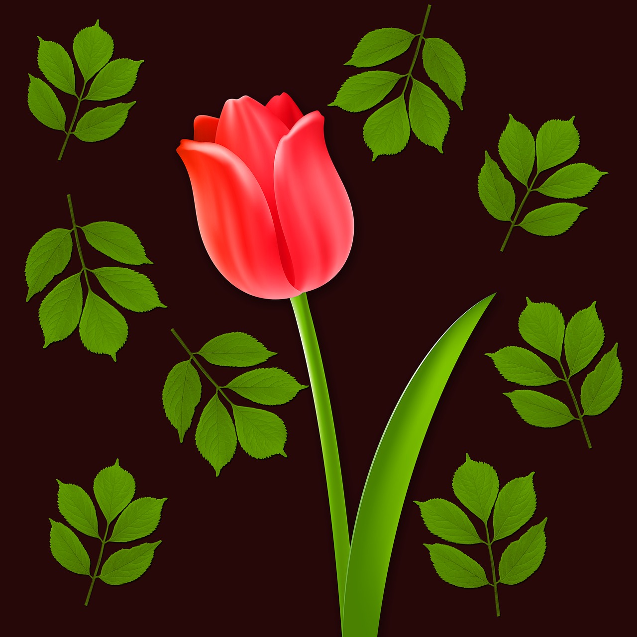flowers tulip flower free photo