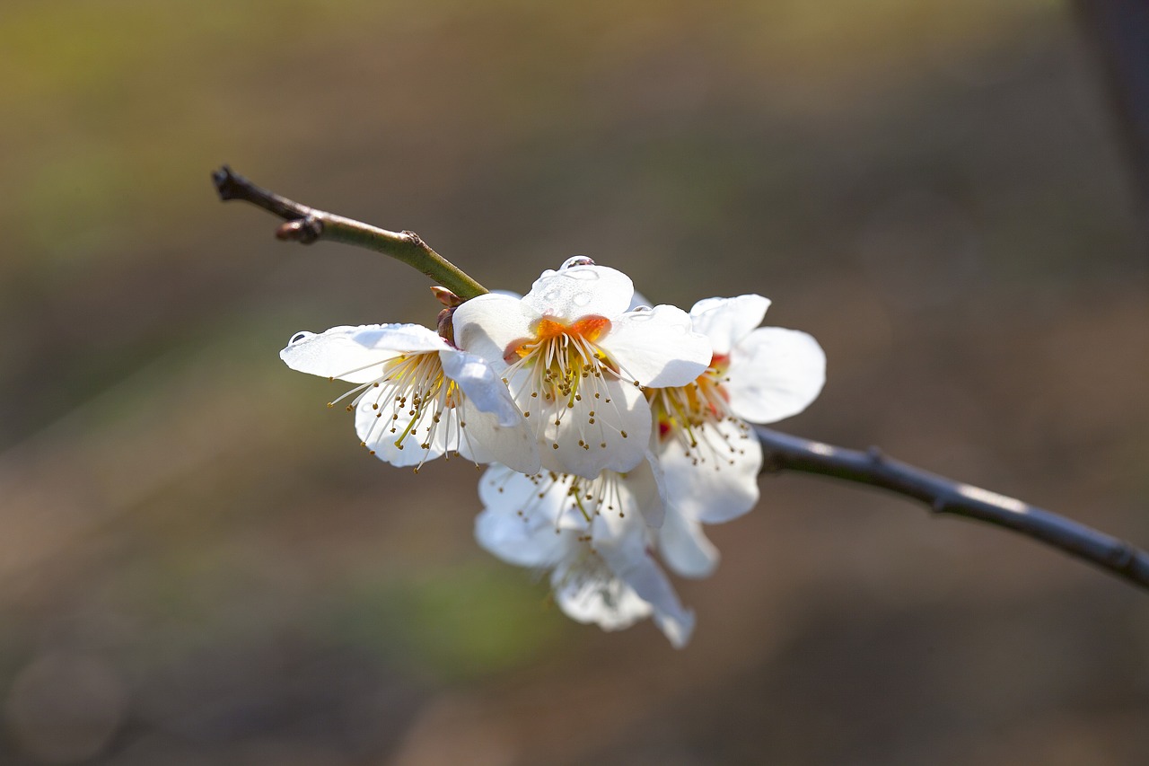 flowers nature plants free photo