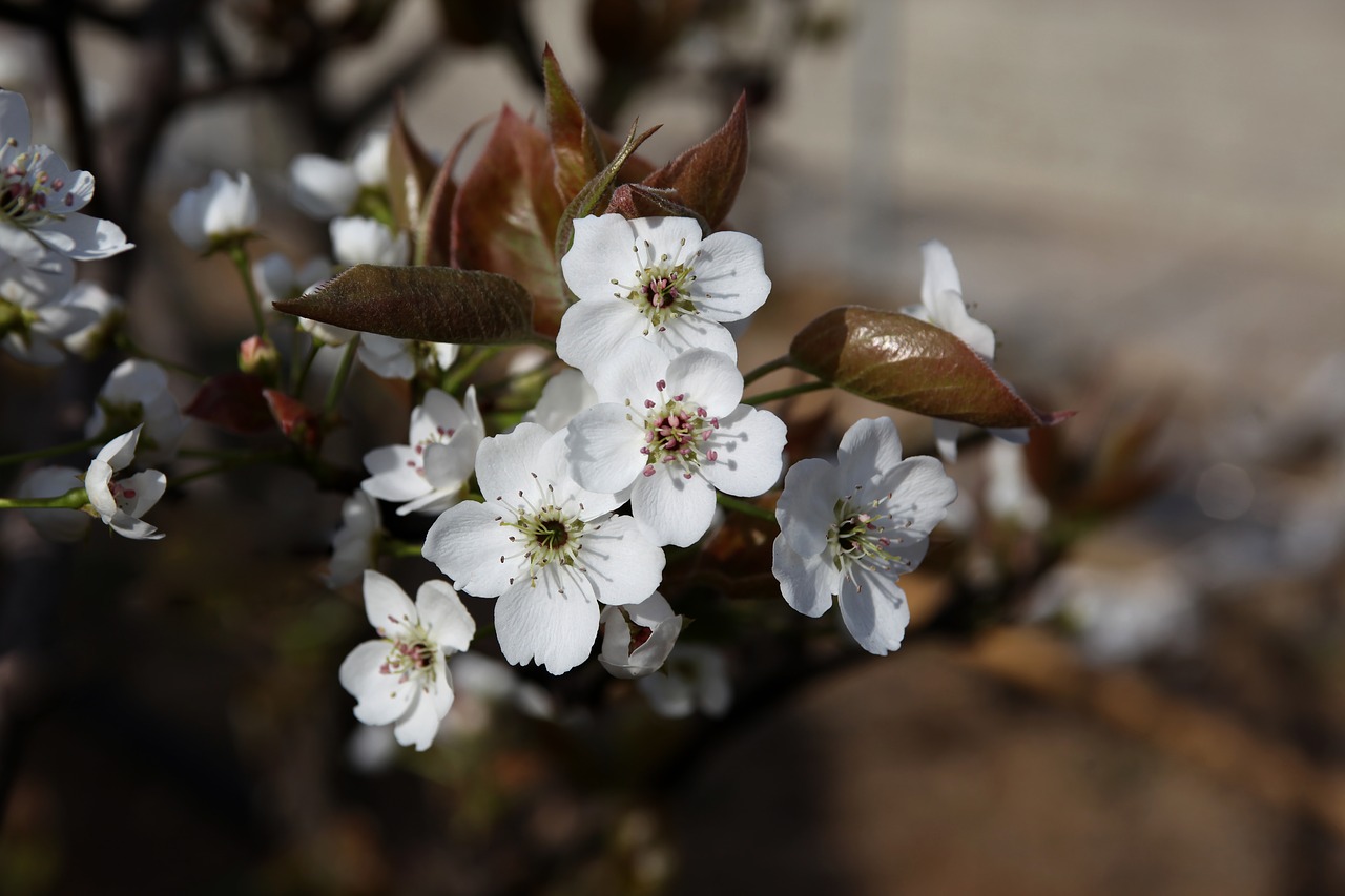 flowers wood quarter free photo