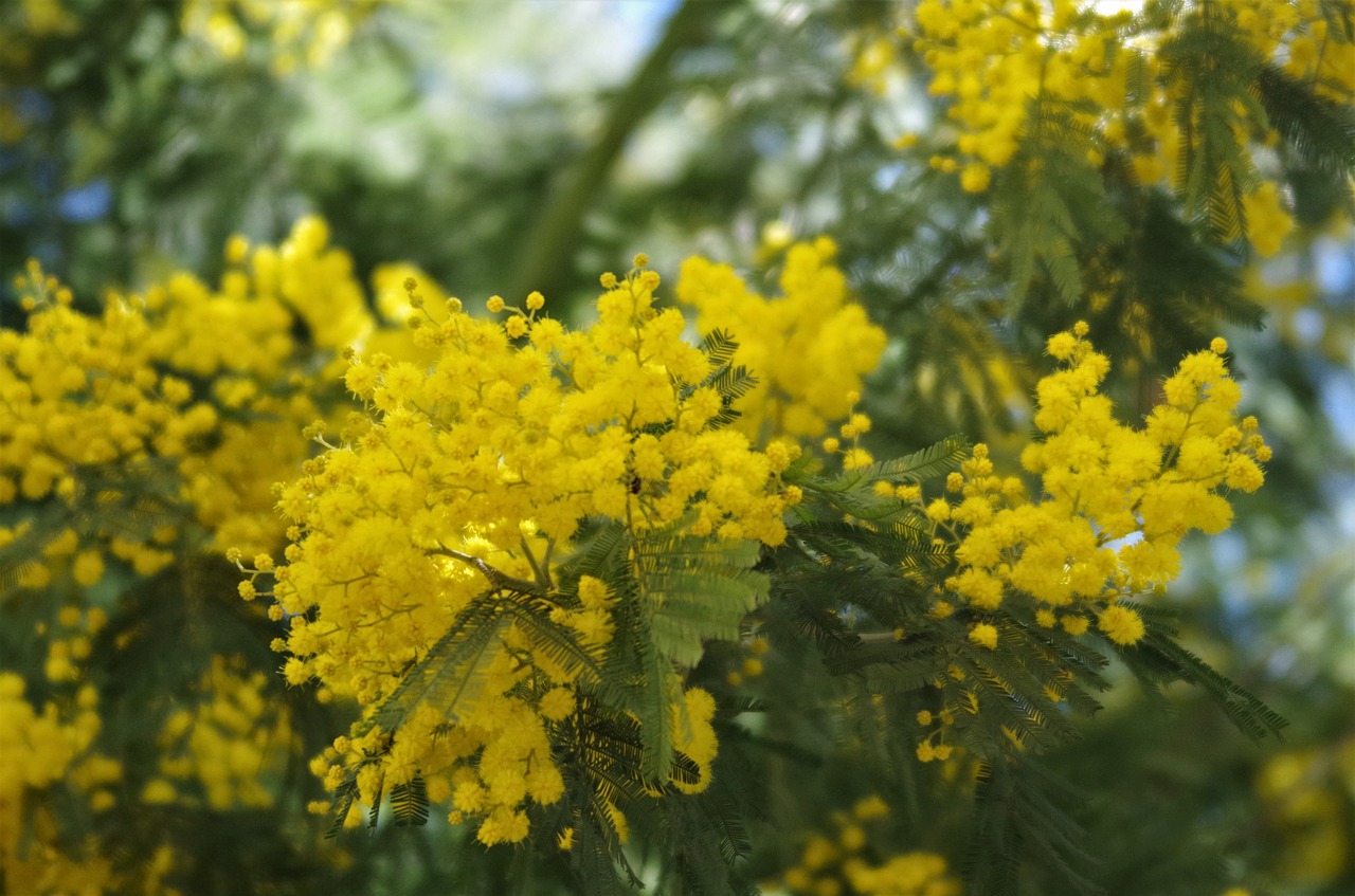 flowers mimosa 8 march free photo