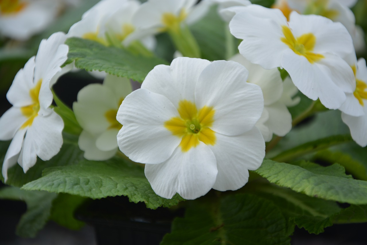 flowers flower primroses white free photo