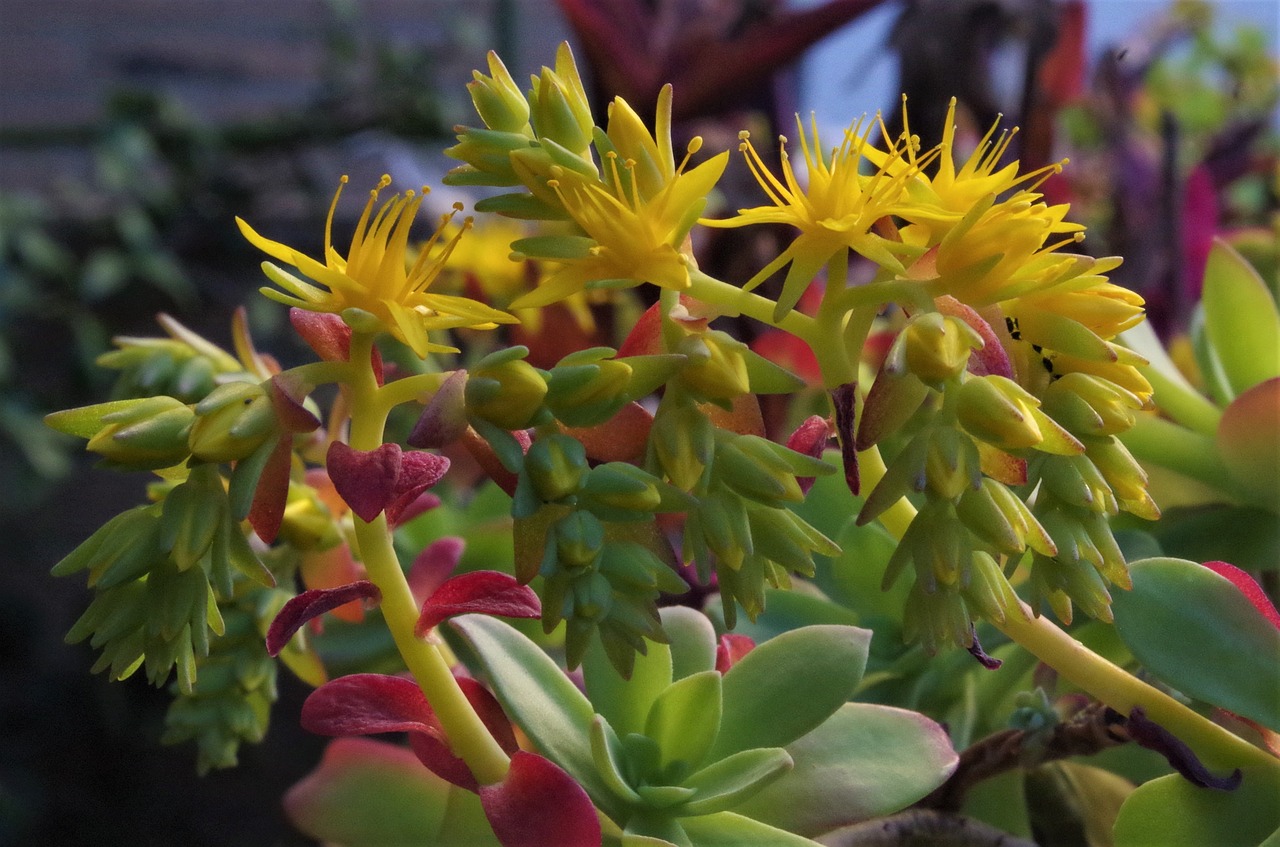 flowers yellow bloom free photo