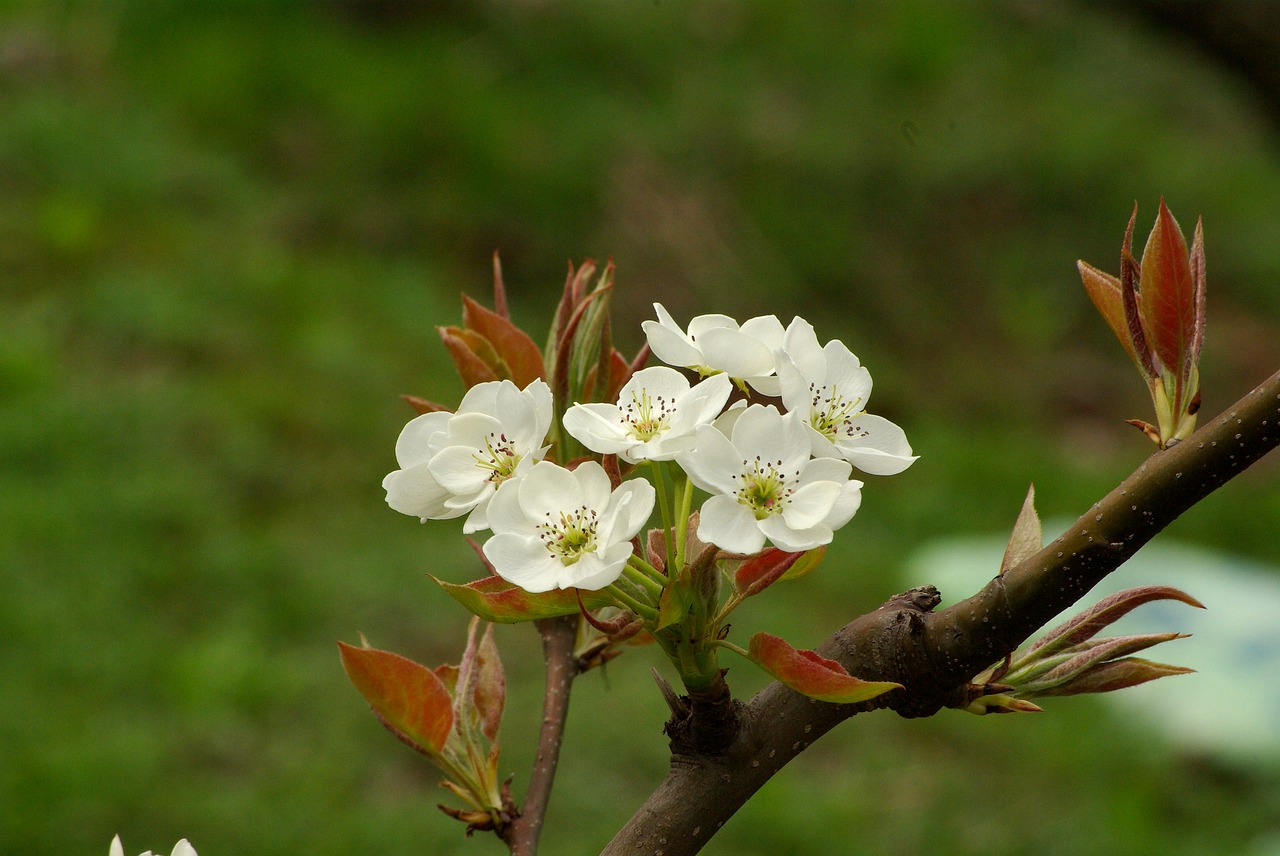 flowers nature wood free photo