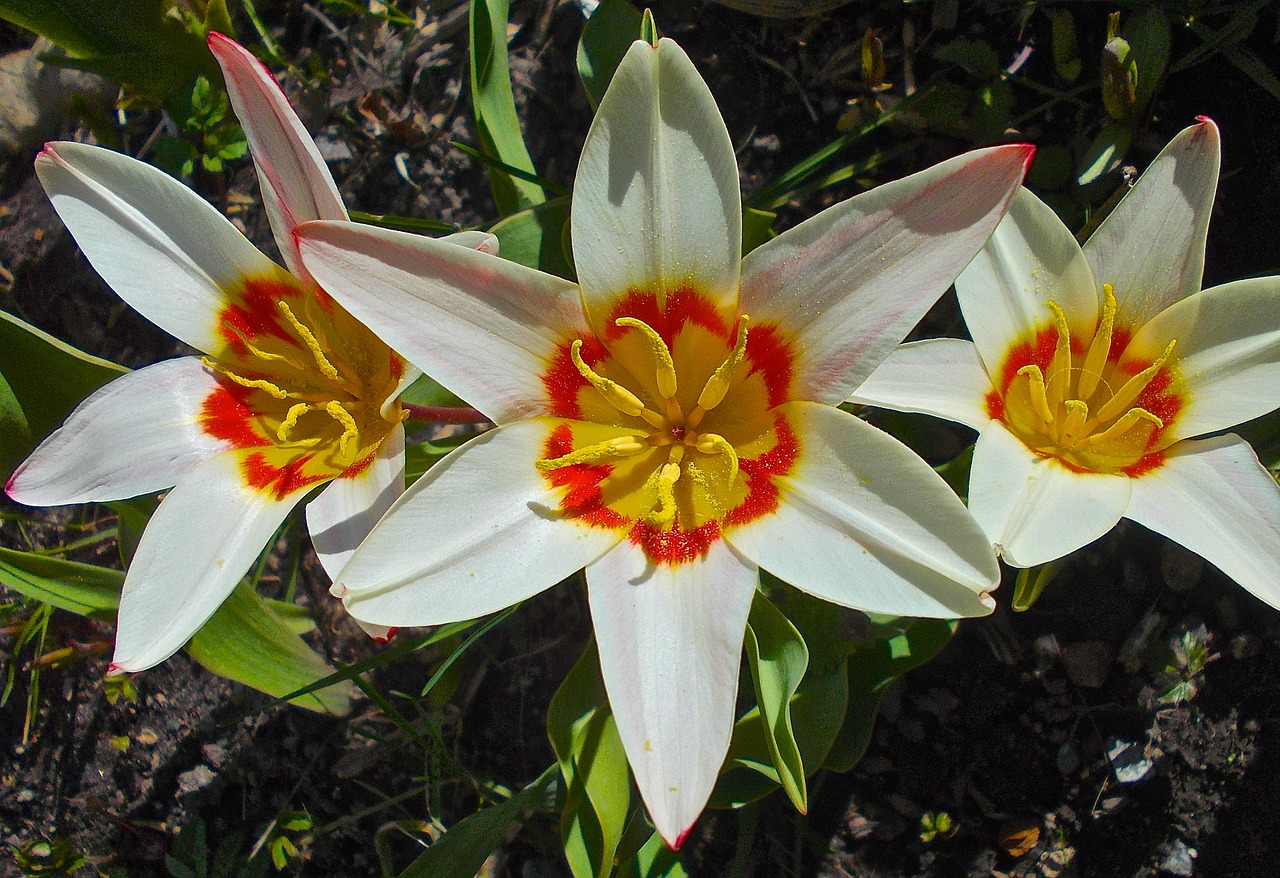 flowers white orange free photo