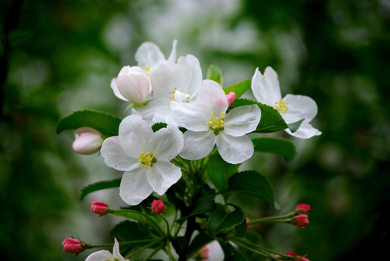 flowers nature plants free photo