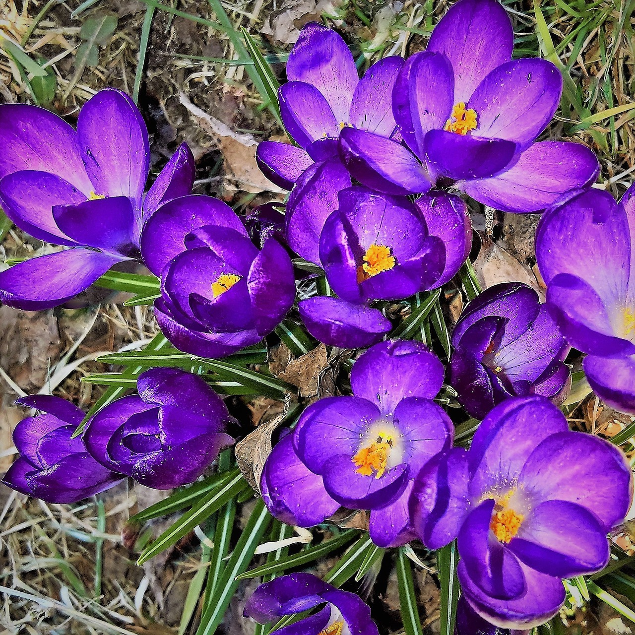 flowers crocus spring free photo