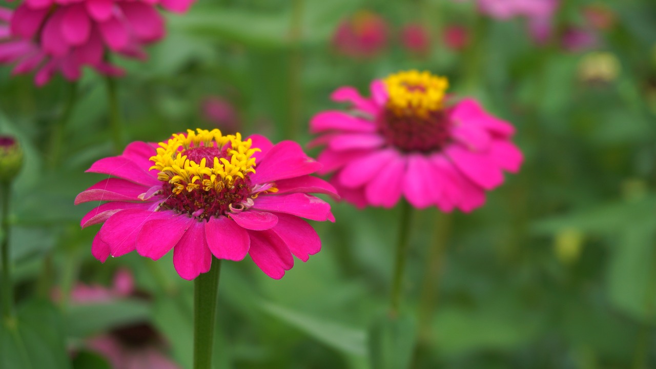 flowers nature plants free photo