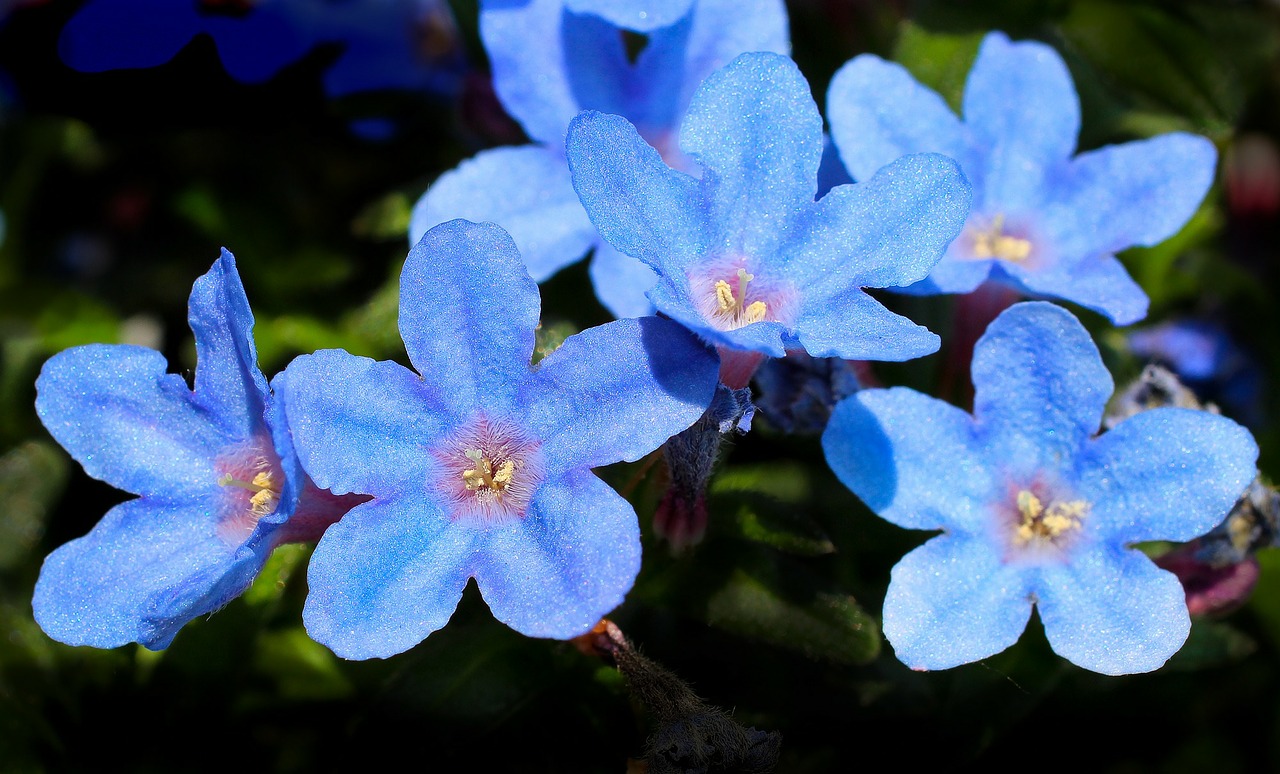 flowers blue nature free photo