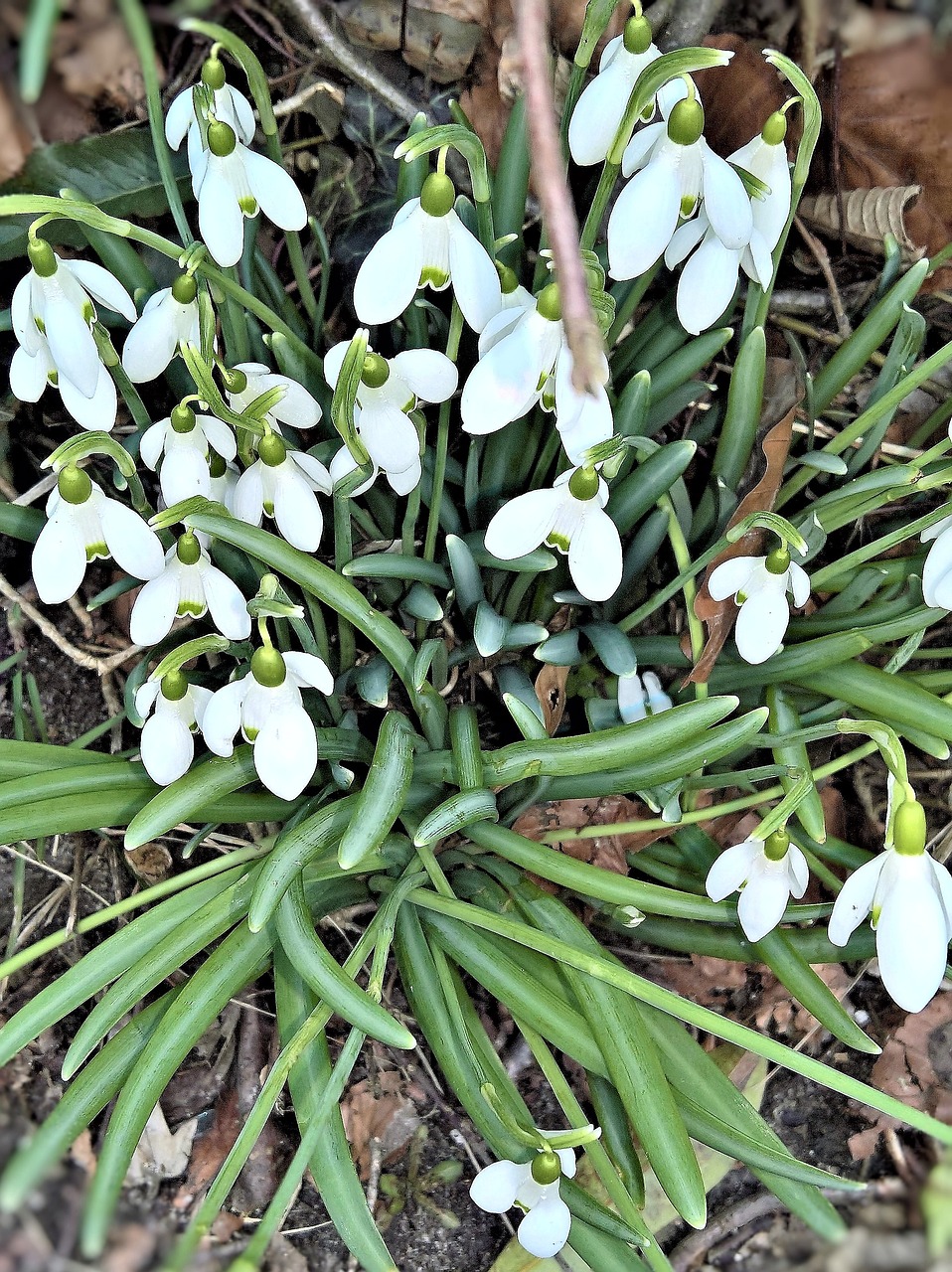 flowers snowdrop early bloomer free photo