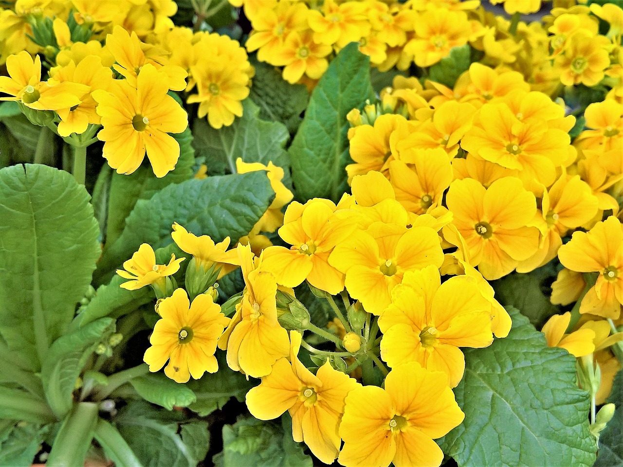 flowers primroses aurikeln free photo