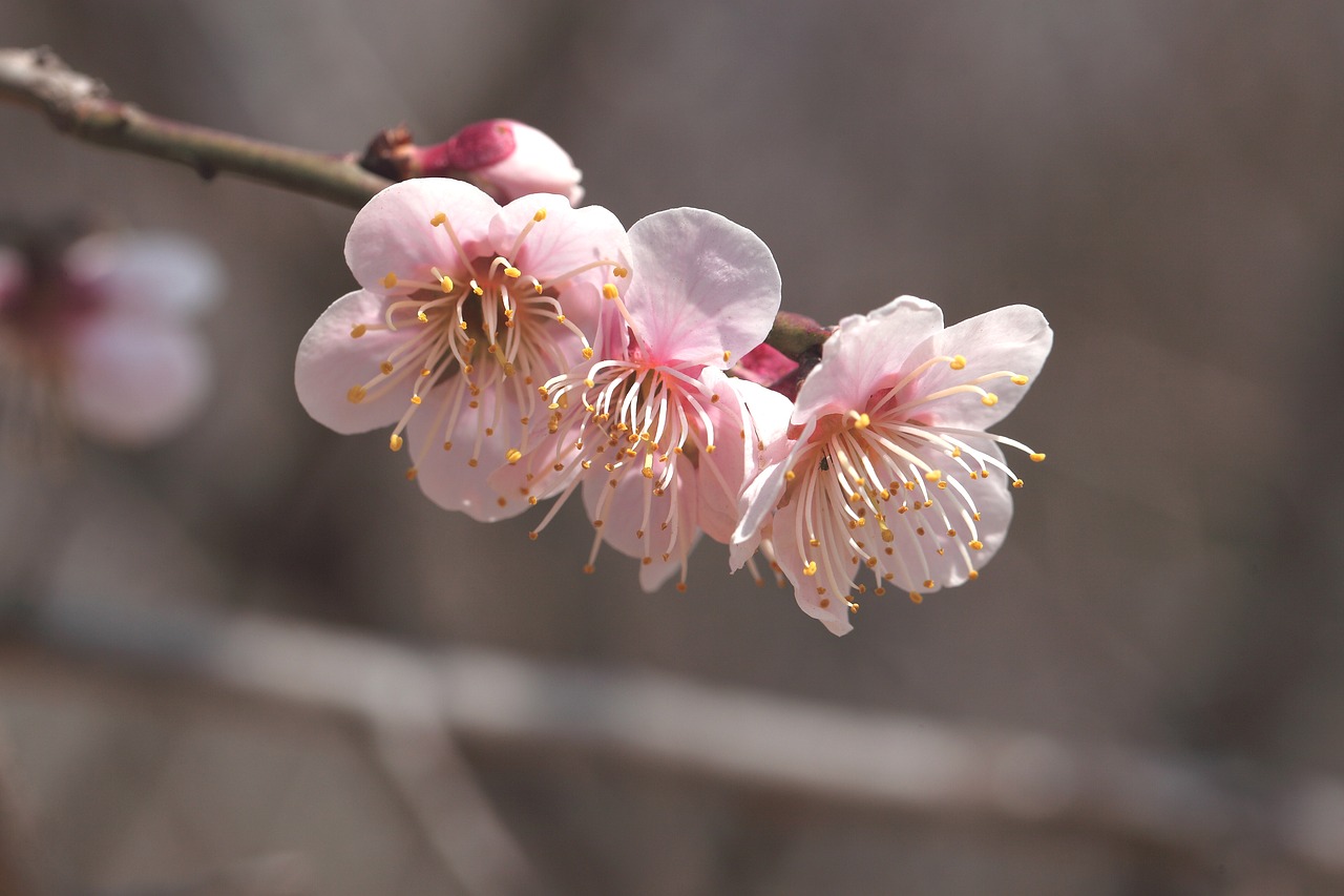 flowers cherry tree quarter free photo