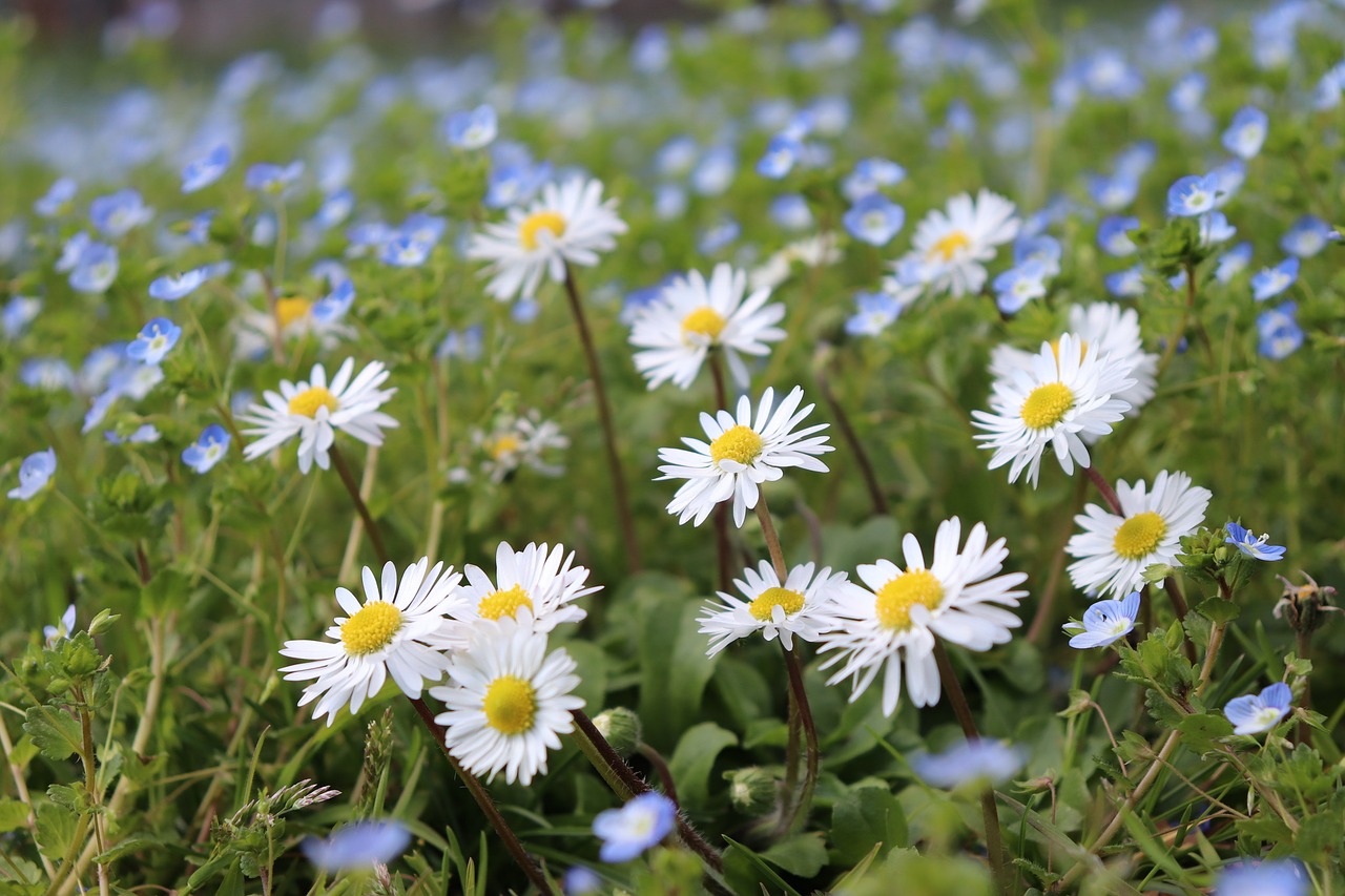 flowers nature plants free photo