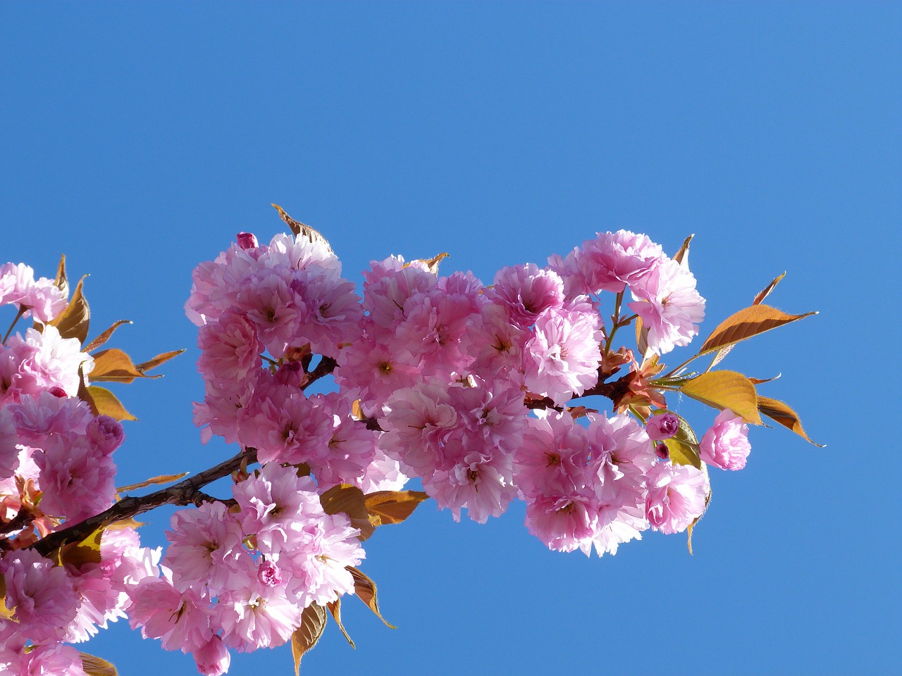 flowers nature branch free photo