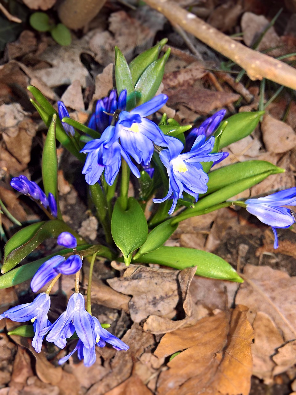 flowers hyacinth star hyacinth free photo