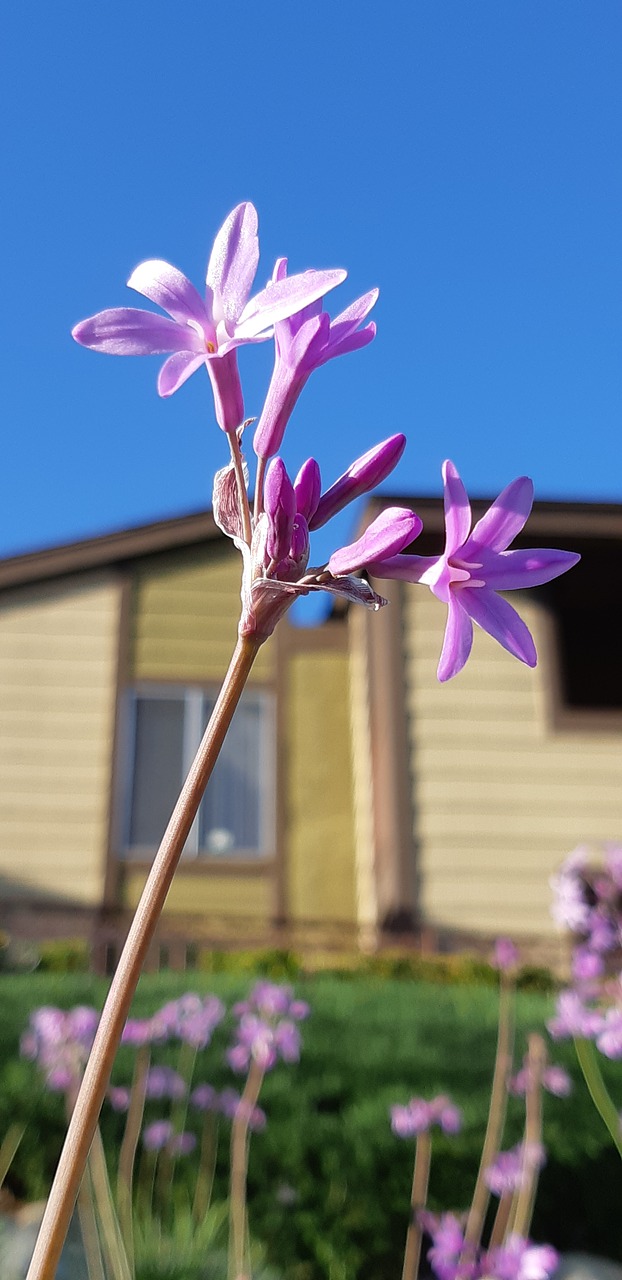 flowers nature plants free photo