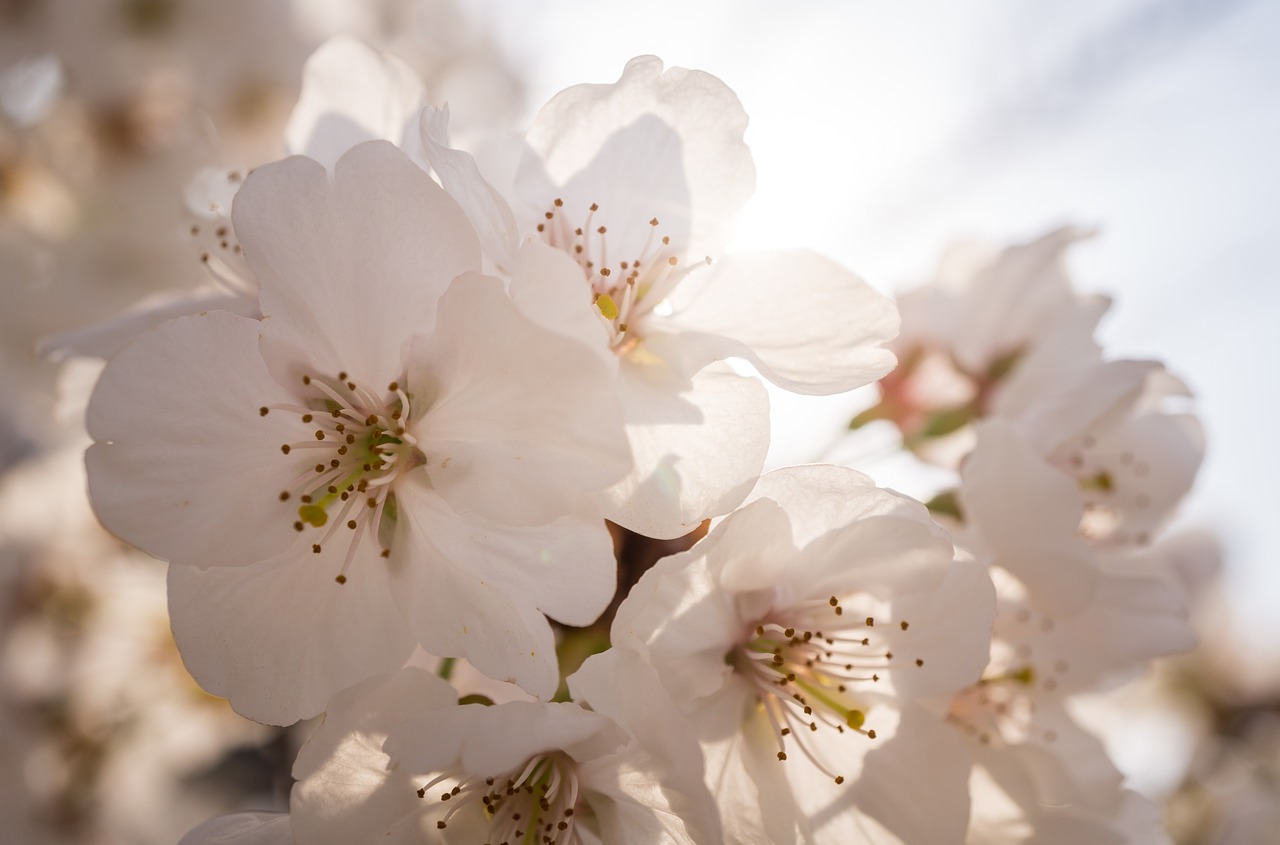 flowers nature plants free photo