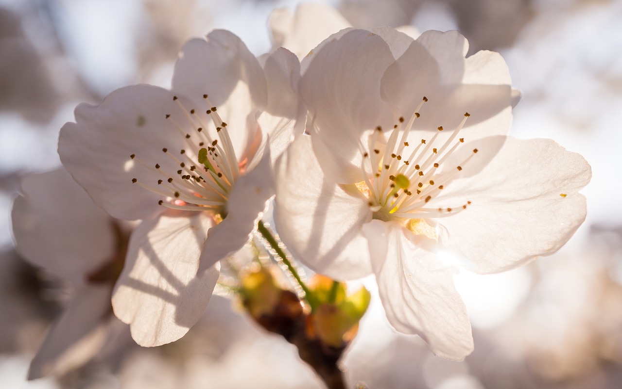 flowers nature plants free photo