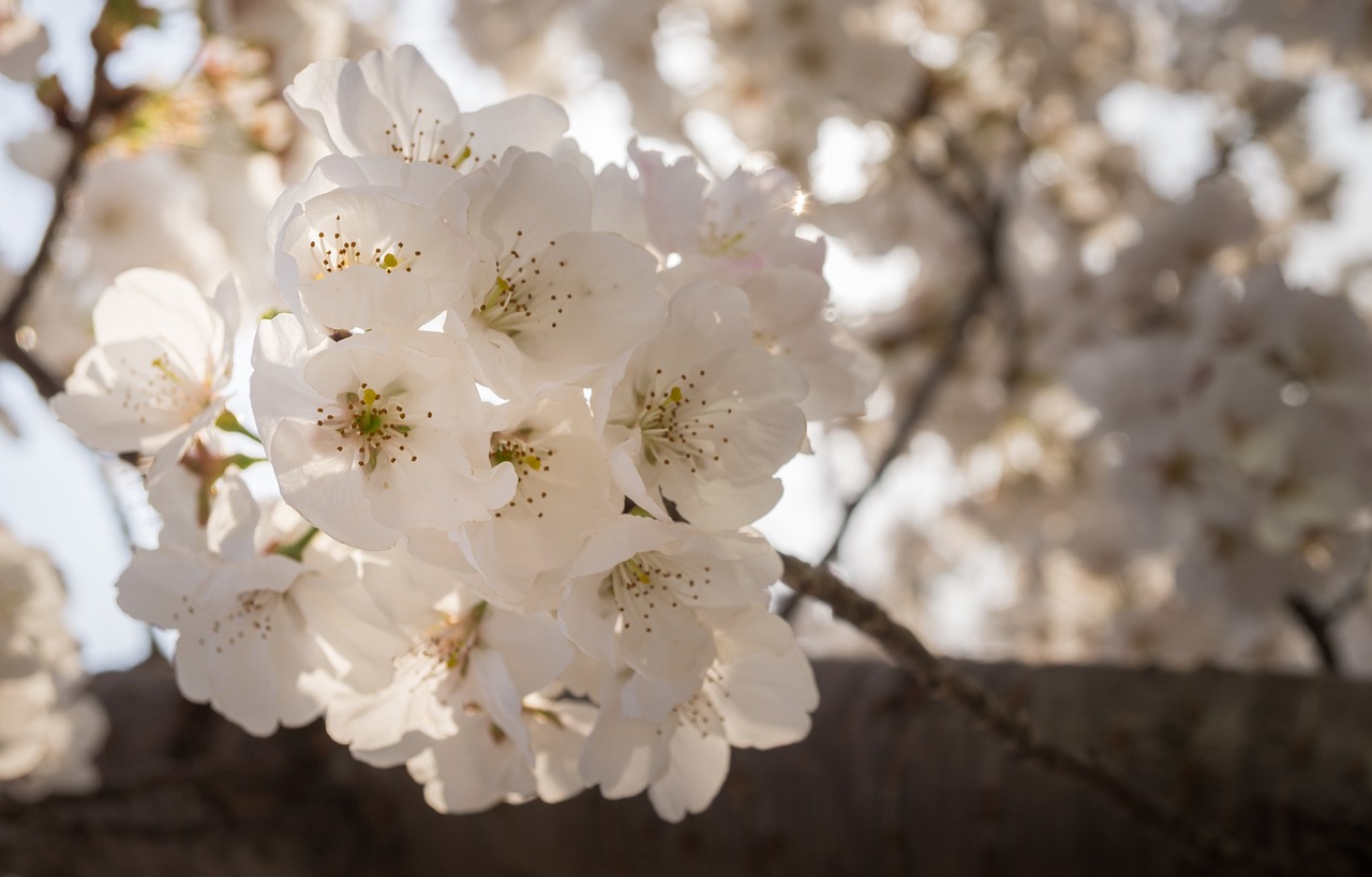 flowers nature plants free photo