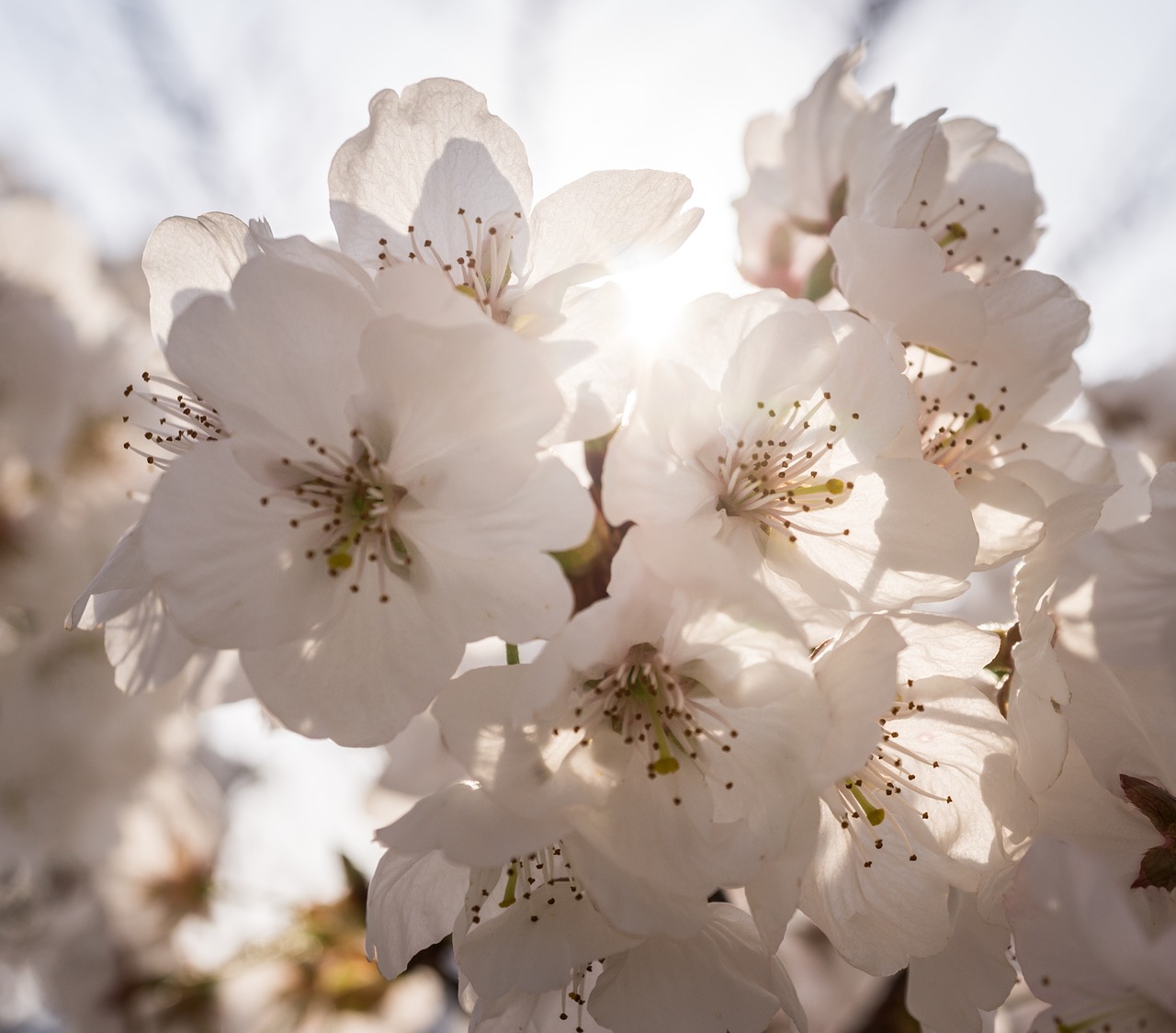 flowers nature plants free photo