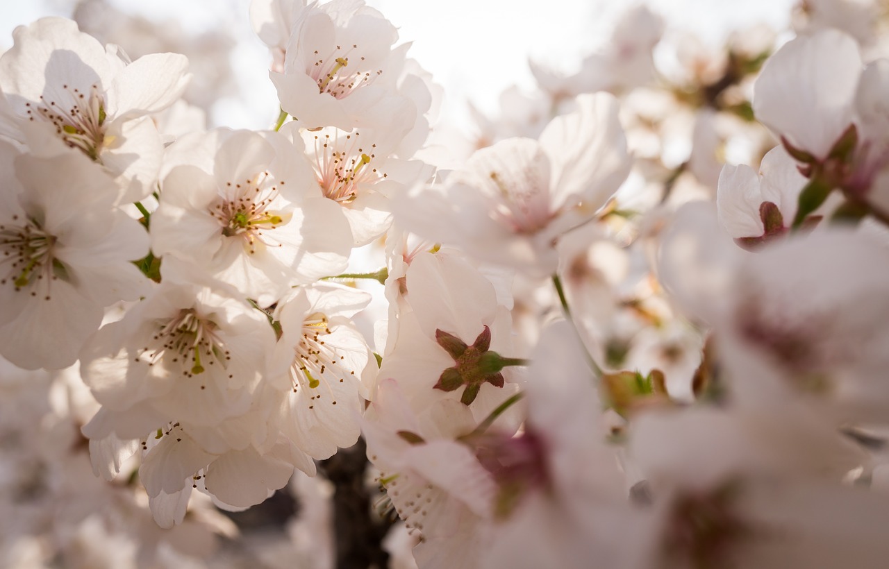 flowers nature plants free photo