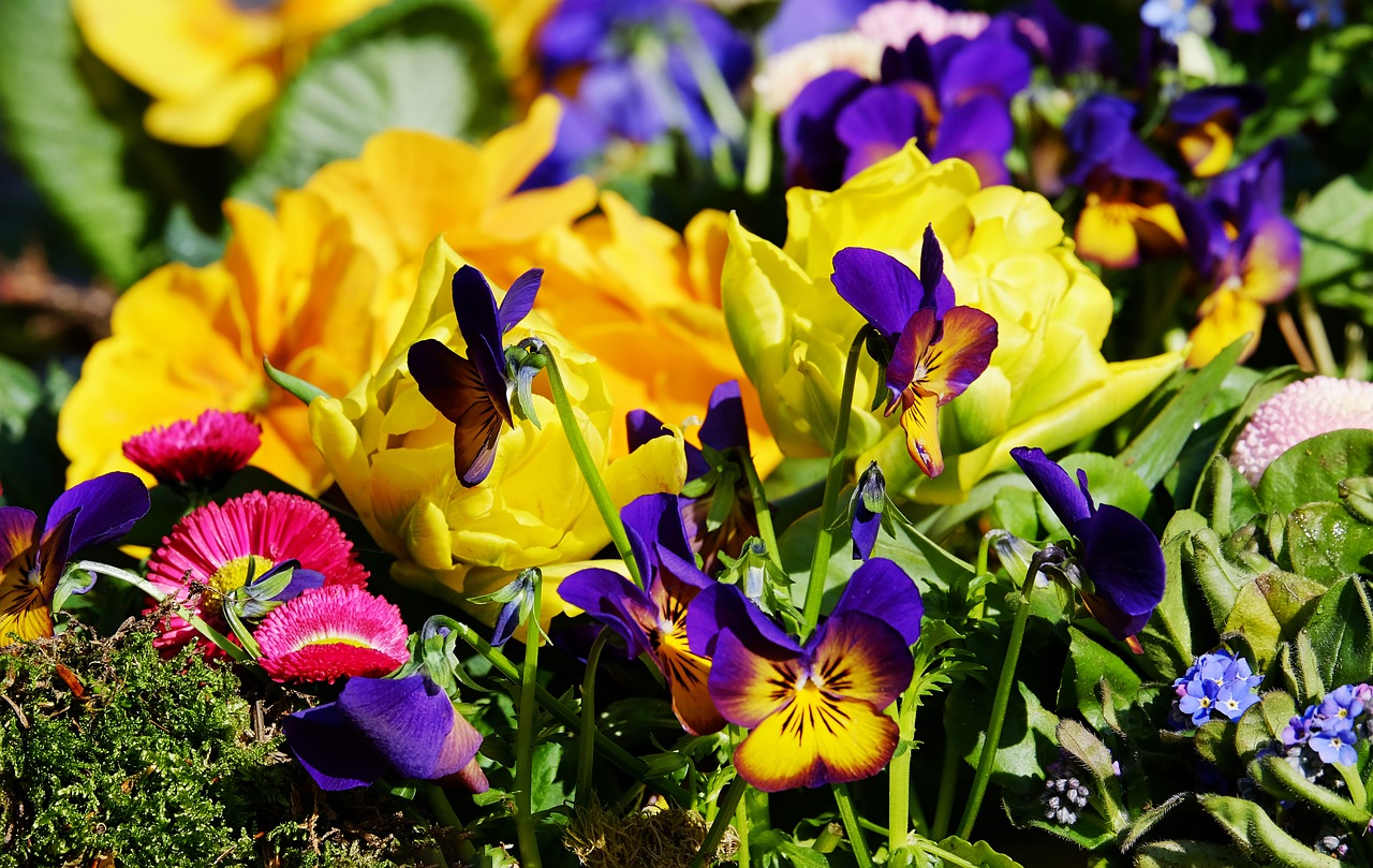 flowers colorful beautiful free photo