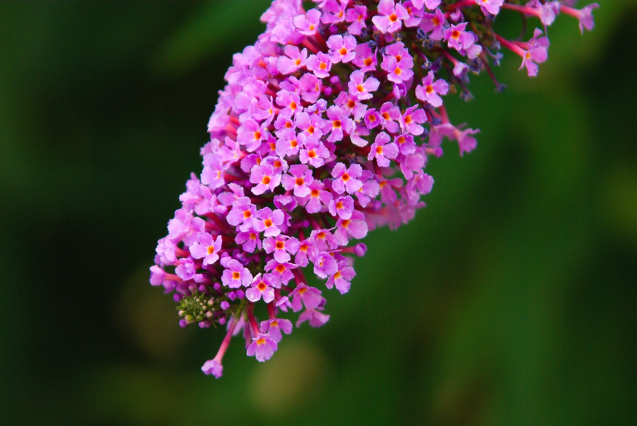 flowers nature plants free photo