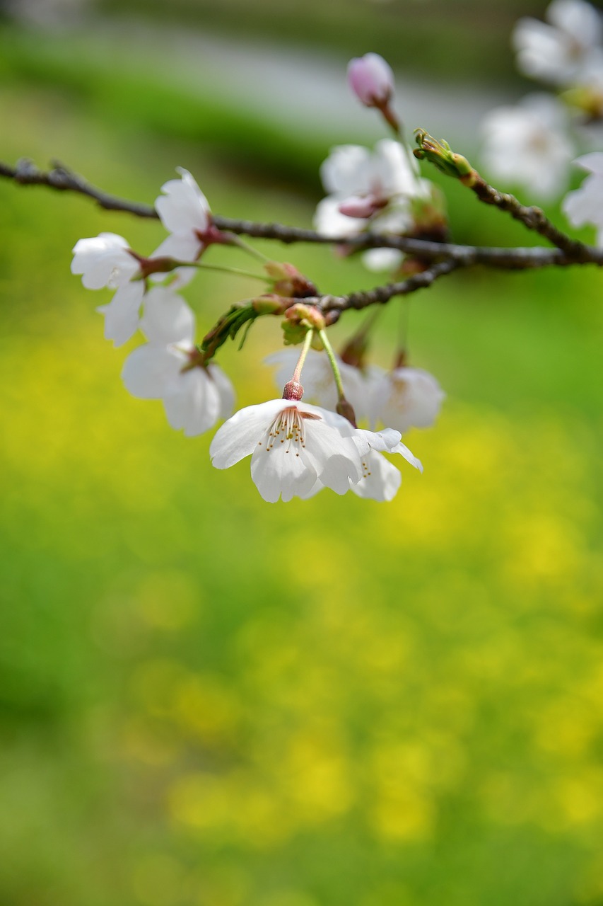 flowers natural plant free photo