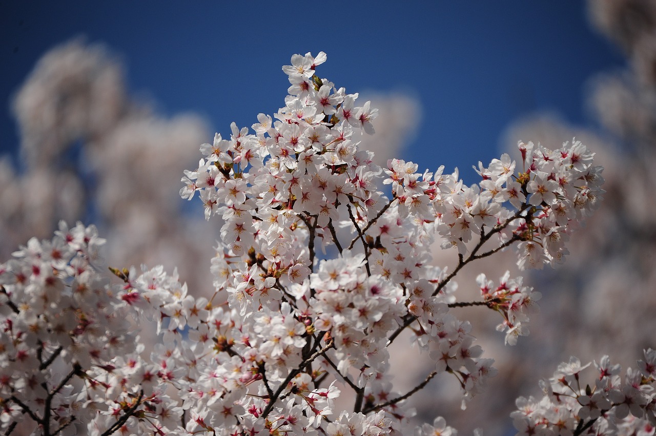 flowers cherry wood free photo