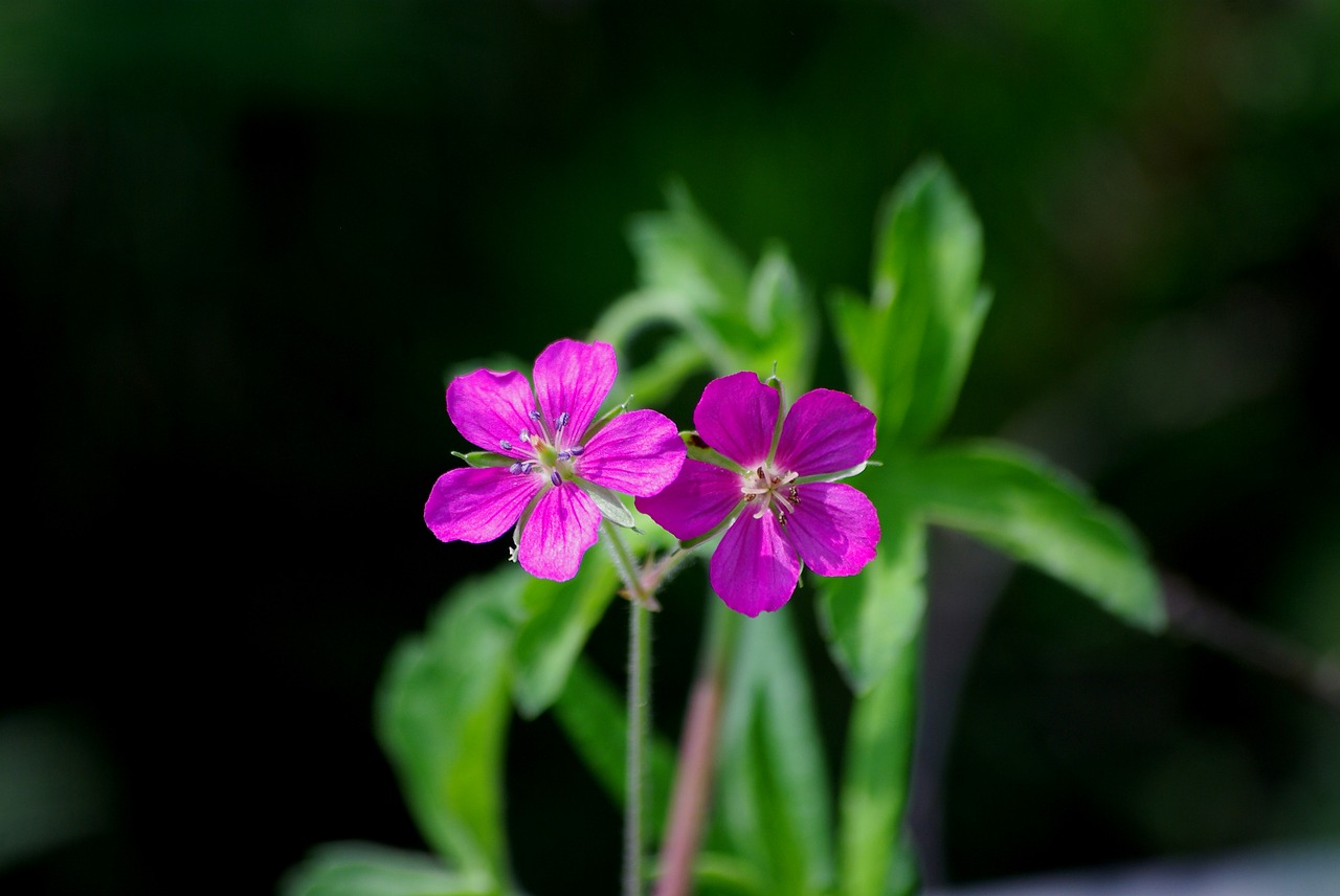 flowers nature plants free photo