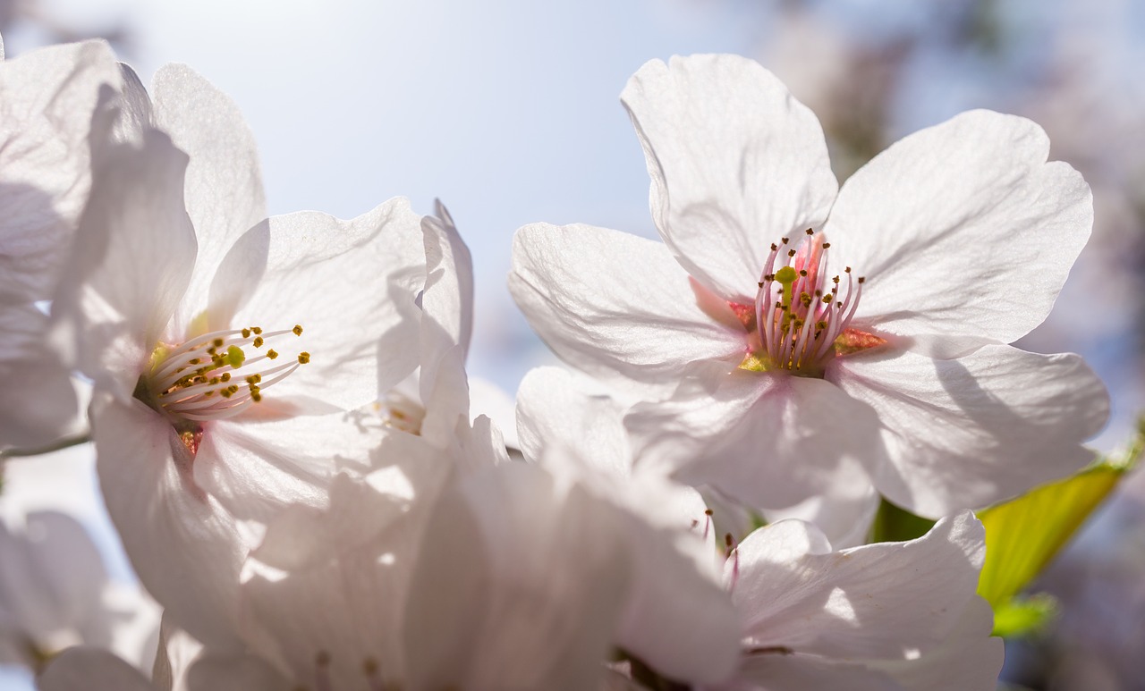 flowers nature plants free photo