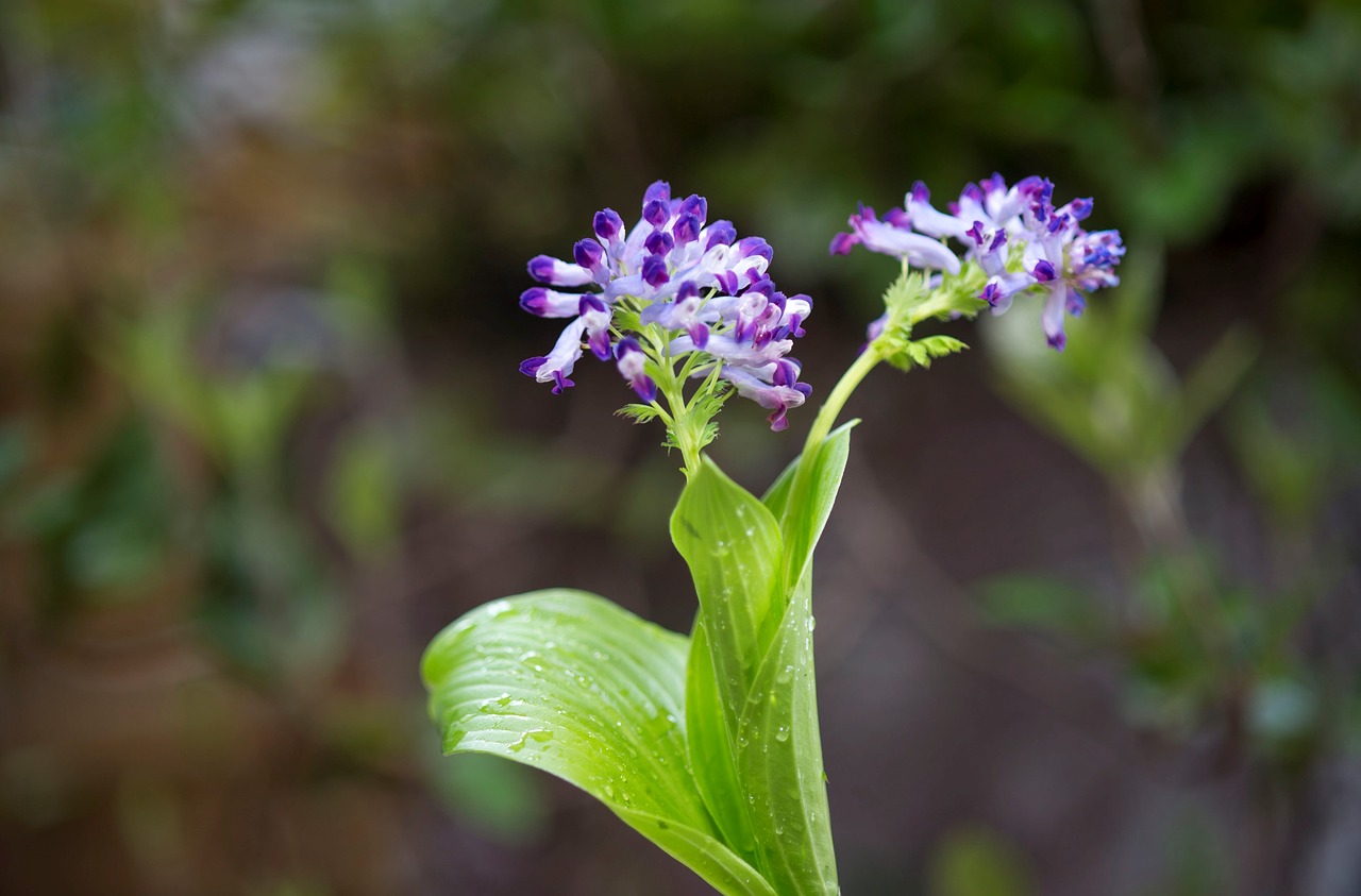 flowers plants wildflower free photo